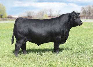 Maple Lake Stock Farms | HERD SIRES > ANGUS